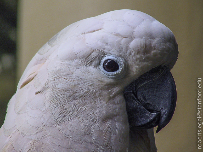 salmon-crested cockatoo